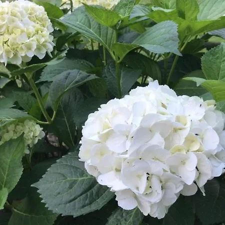 Olivastro Апартаменты *