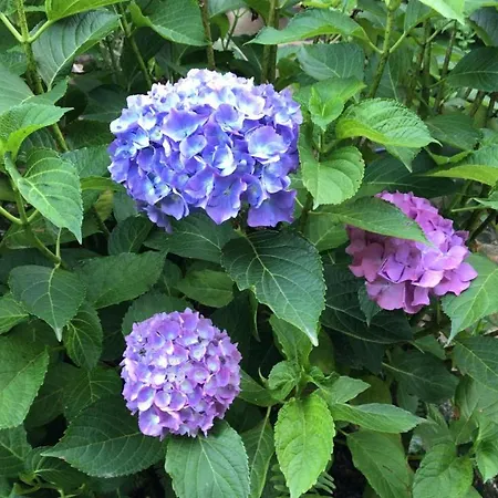 Olivastro * Арцакена