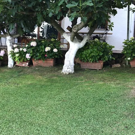 Apartment Olivastro
