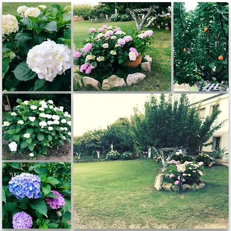 Olivastro * Arzachena