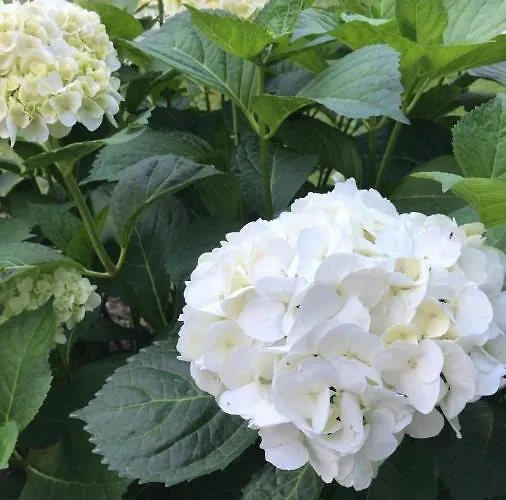 Olivastro Apartment *