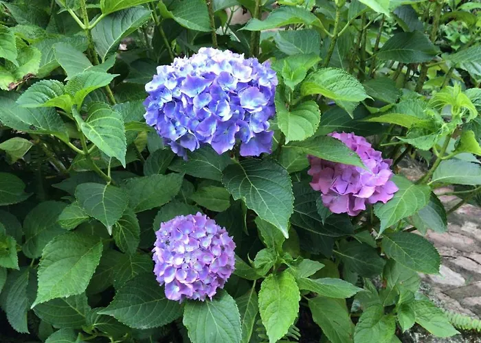 Olivastro * Arzachena