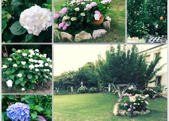 Olivastro * Arzachena